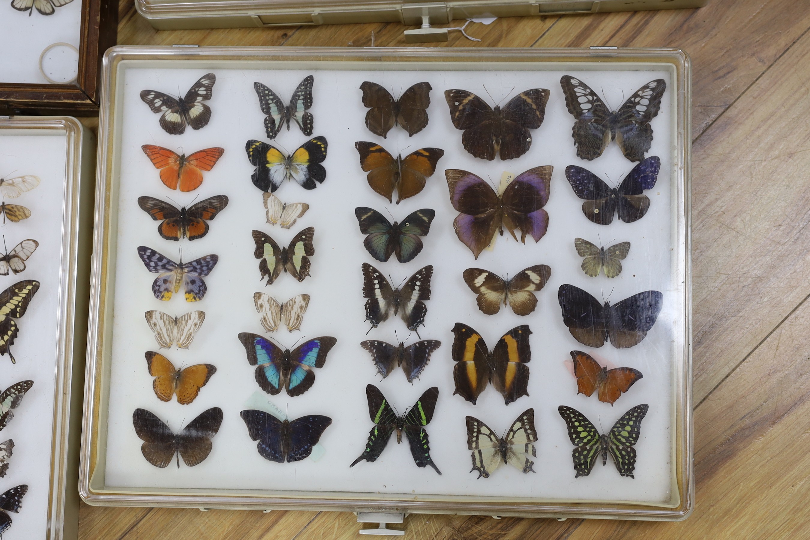 Four cases of exotic World butterfly specimens, many with collection labels for 1970s to c.1990, three Perspex cases 39 cm x 50 cm, wood case 46 cm x 46cm